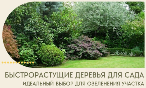 Быстрорастущие деревья для сада идеальный выбор в Прокопьевске