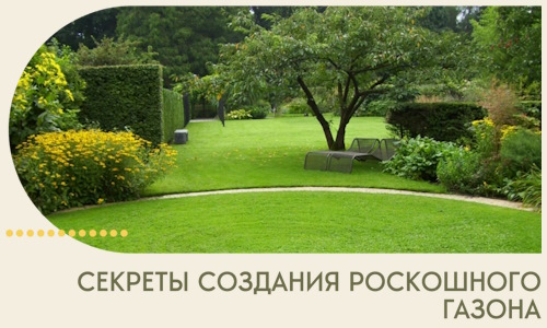 Секреты создания роскошного газона в Прокопьевске